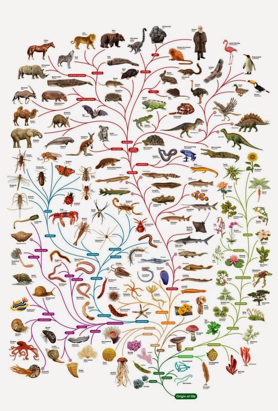 Задумывались ли вы, сколько видов растений и животных живут на нашей планете