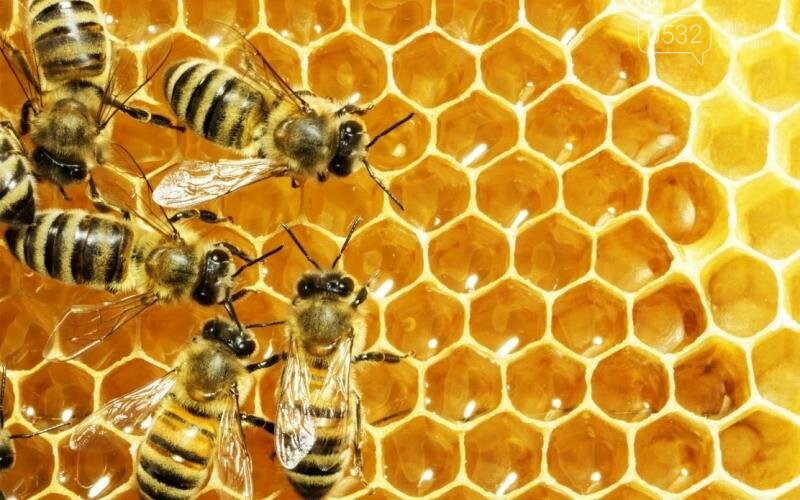 Сегодня свой профессиональный праздник отмечают представители сладкой профессии - пчеловоды